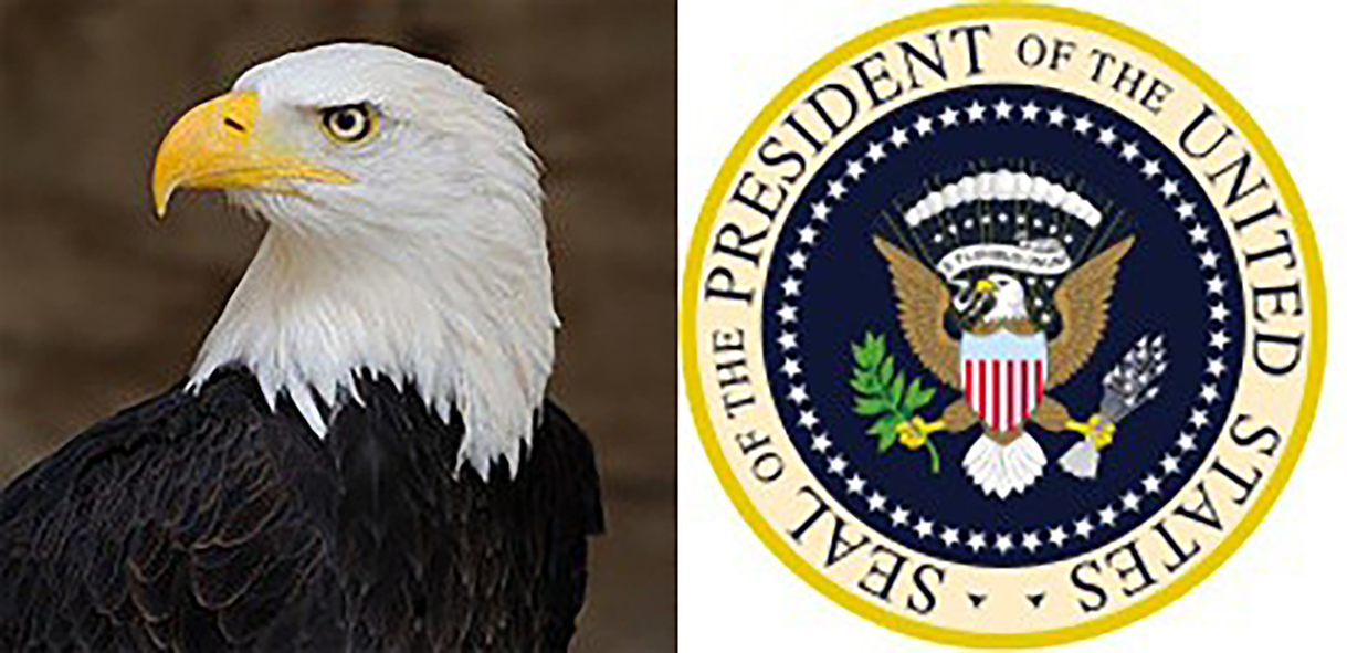 Two symbols of the USA: the bald eagle left and the presidential seal, right