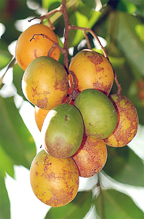 Amra, the fruit of <em>Spondias mombin</em> showing a cluster of green uripe and yellow ripe fruit on the tree.