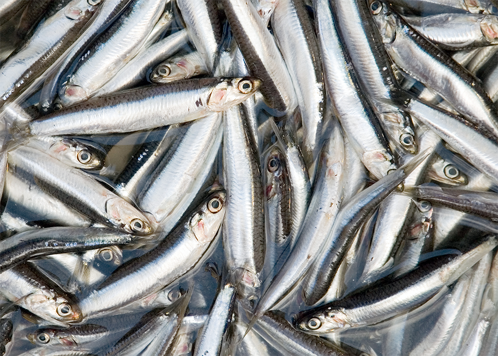 Freshly-caught anchovies