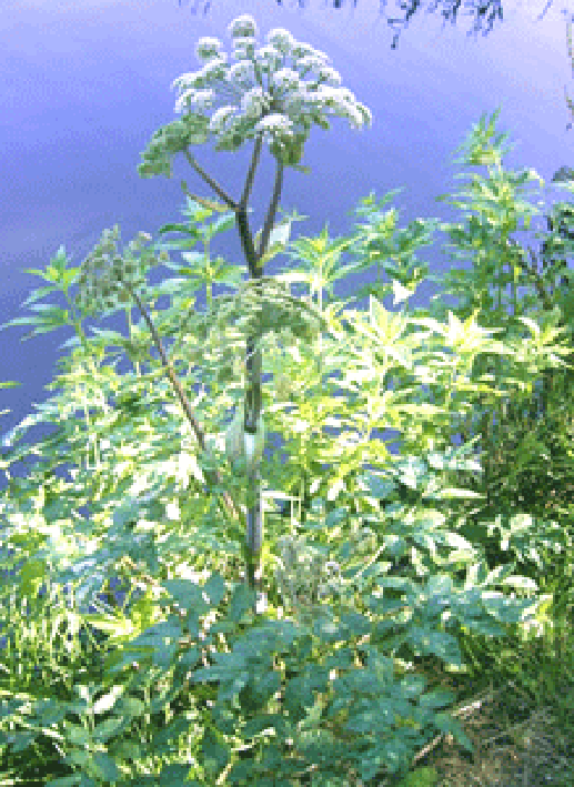 Angelica archangelica plant