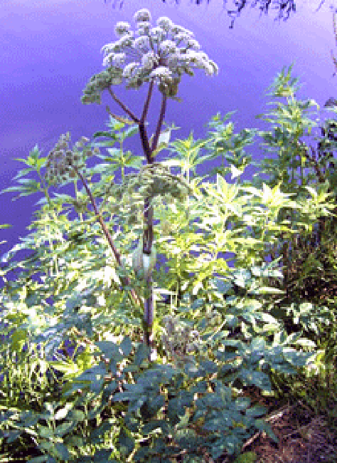 Mature angelica plant in flower