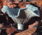 aniseed toadstool fungus