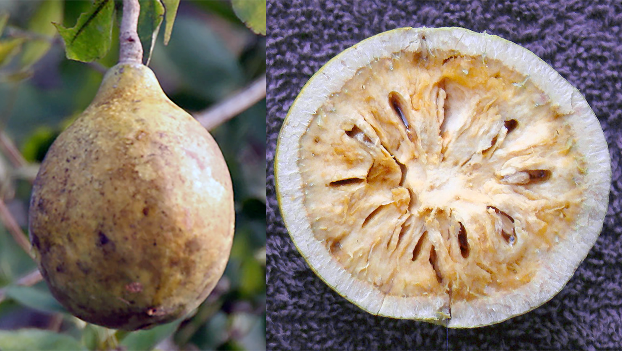 Ripe bael fruit and bael fruit split open.