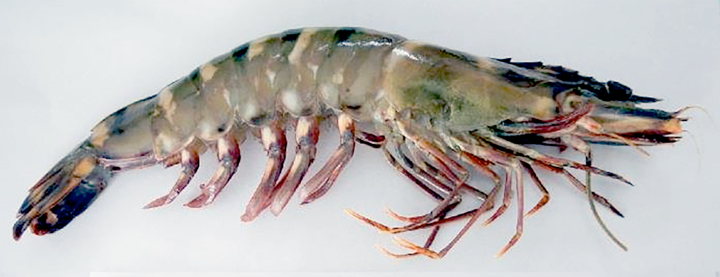 Bagda Chingree, the Bangladeshi tiger prawn, a member of the Penaeidae (panaeid prawn) family <em>Penaeus monodon</em>.