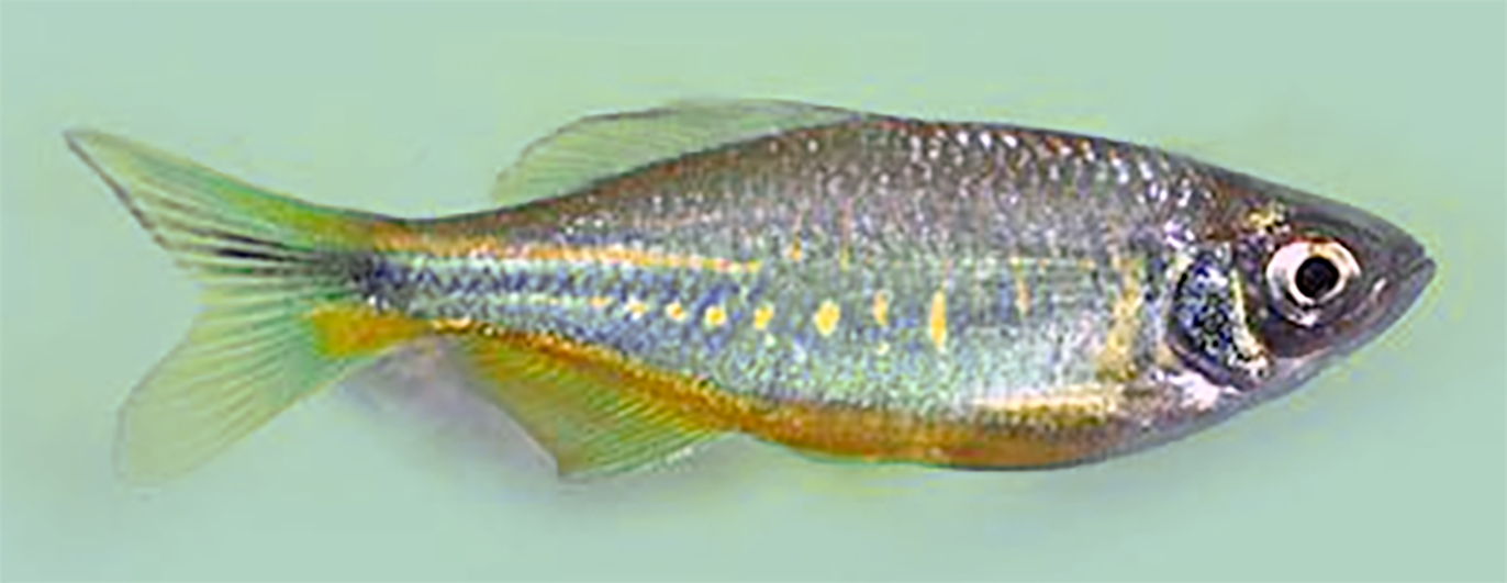Bansh-pata, the Bengal danio, the native Bengali Danionidae (Danios) <em>Devario devario</em>.