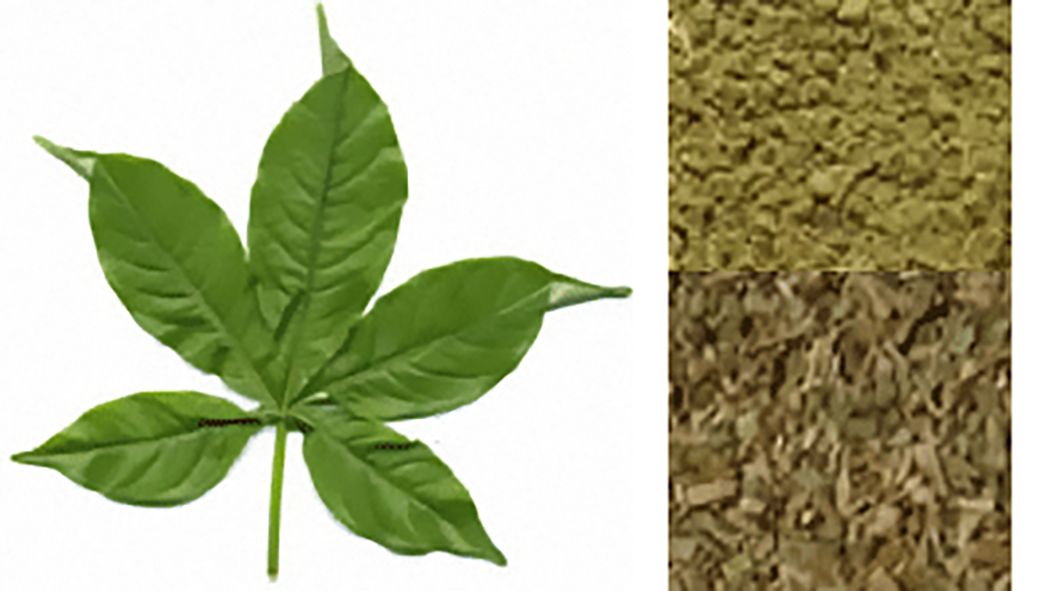 Fresh baobab leaf and baobab leaf powder