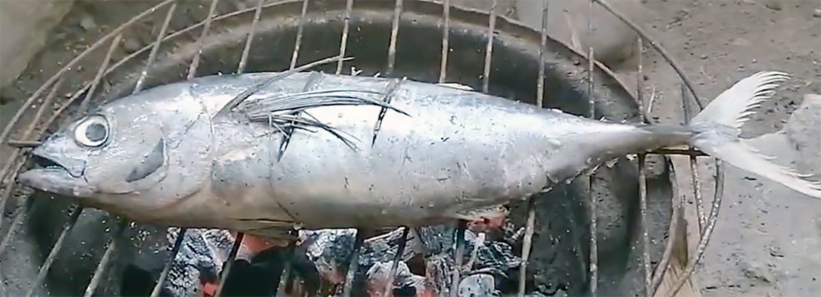 yellowfin tuna cooking on a barbecue