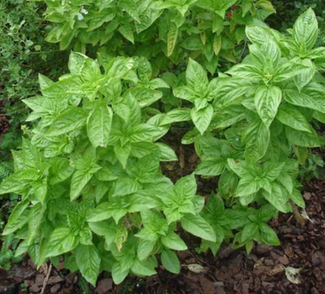 Mature basil plant.