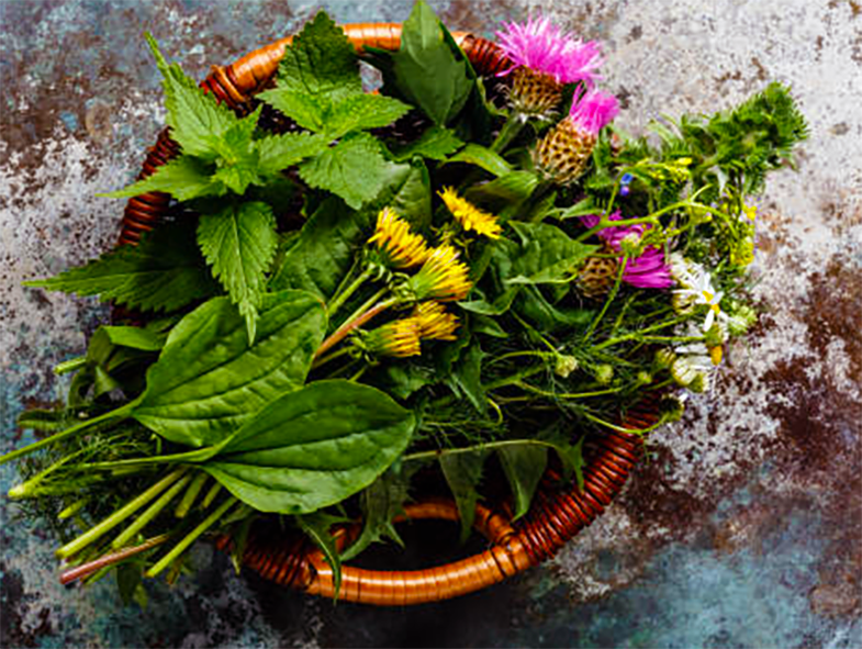 A basket of edible wild plants.