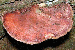 beefsteaak fungus