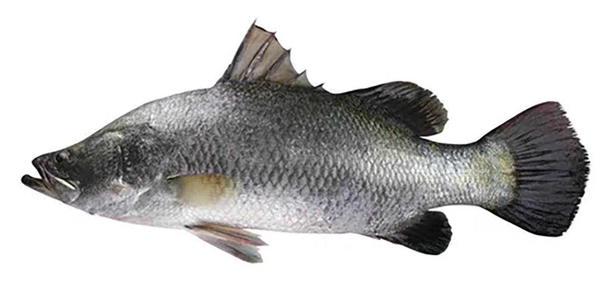 Bhekti, the native Bengali barramundi.