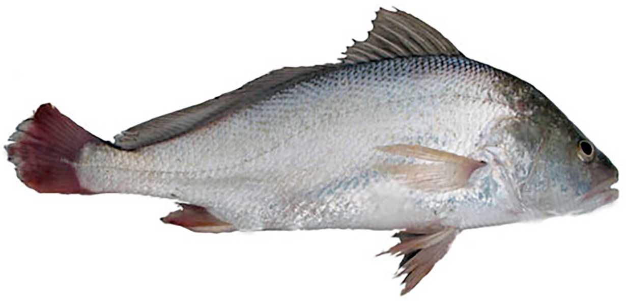 Bhola Bhetki, the Soldier Croaker, the native Bengali Sciaenidae (Drums or Croakers) <em>Nibea soldado</em>.