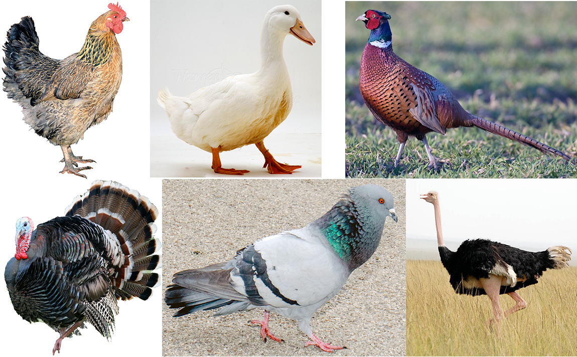 Six commonly eaten birds.