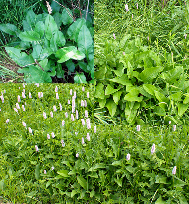 bisort, Polygonum bistorta showing the full plants, its leaves and flowers