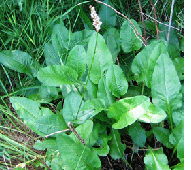 Bisort plants