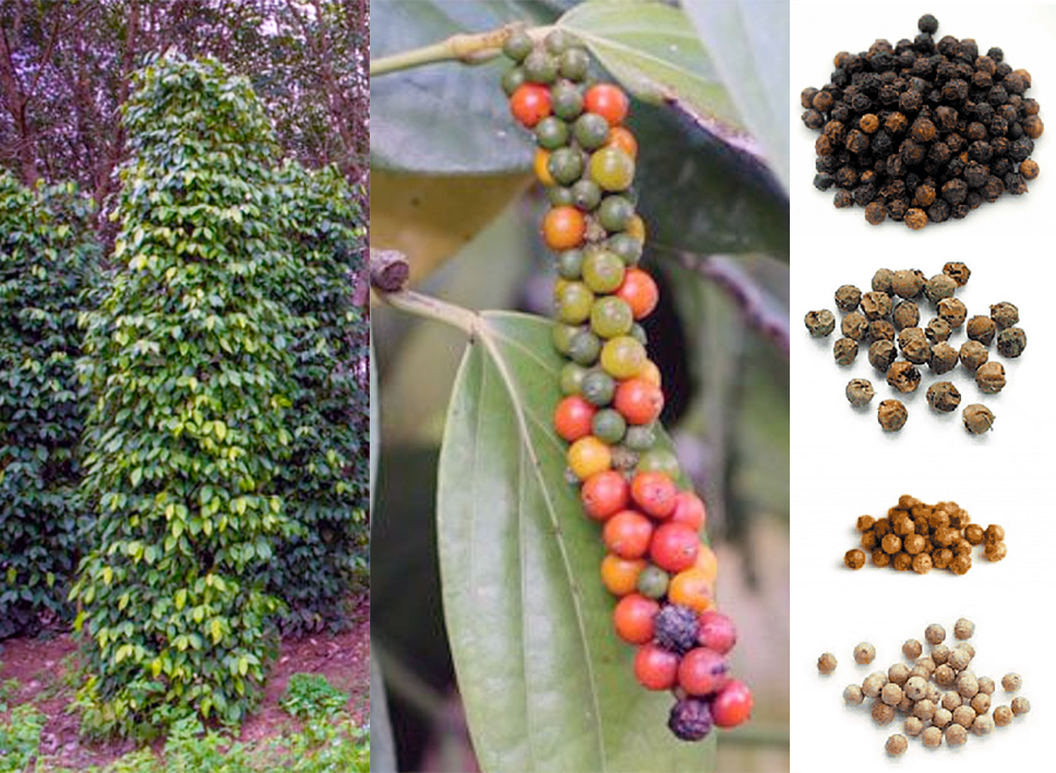 Black pepper vine, ripening fruit and dried peppercorns