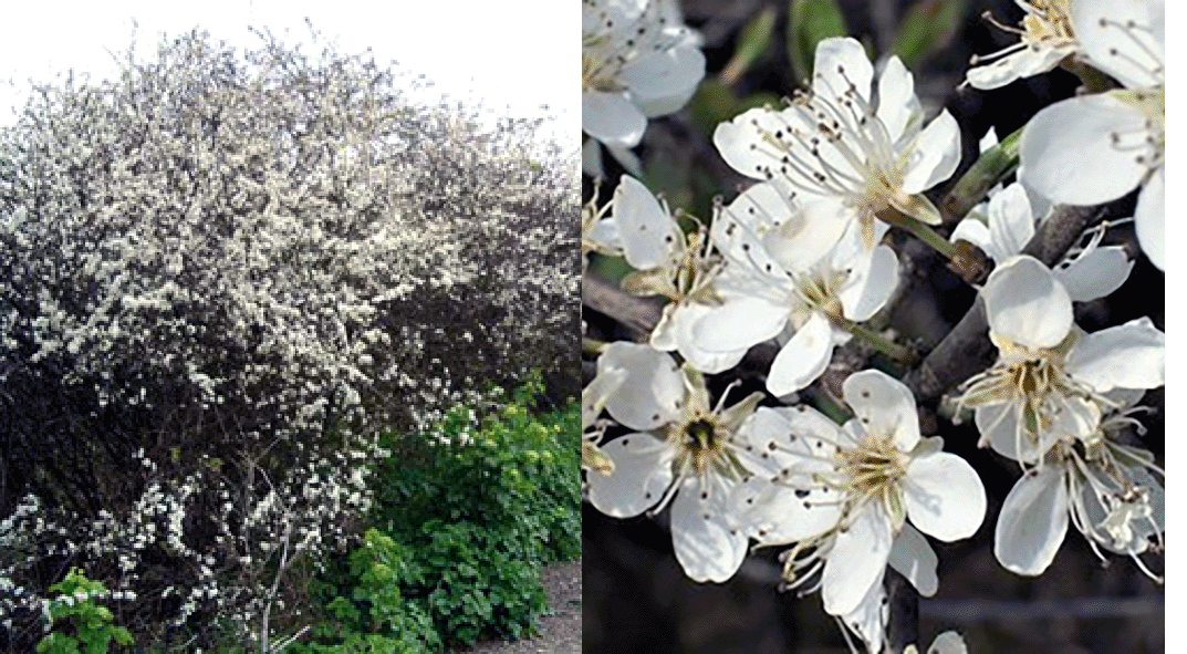 Blackthorn tree and blackthorn flowers