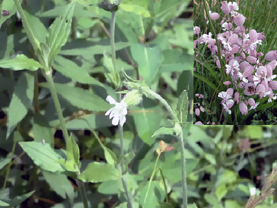 Bladder Campion, Silene vulgaris showing the leaves, immature and mature flowers.