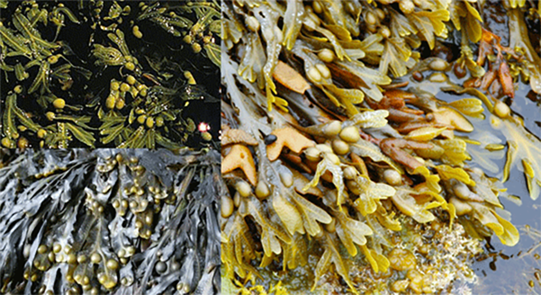 Bladderwrack (Fucus vesiculosis) shown in three different views
