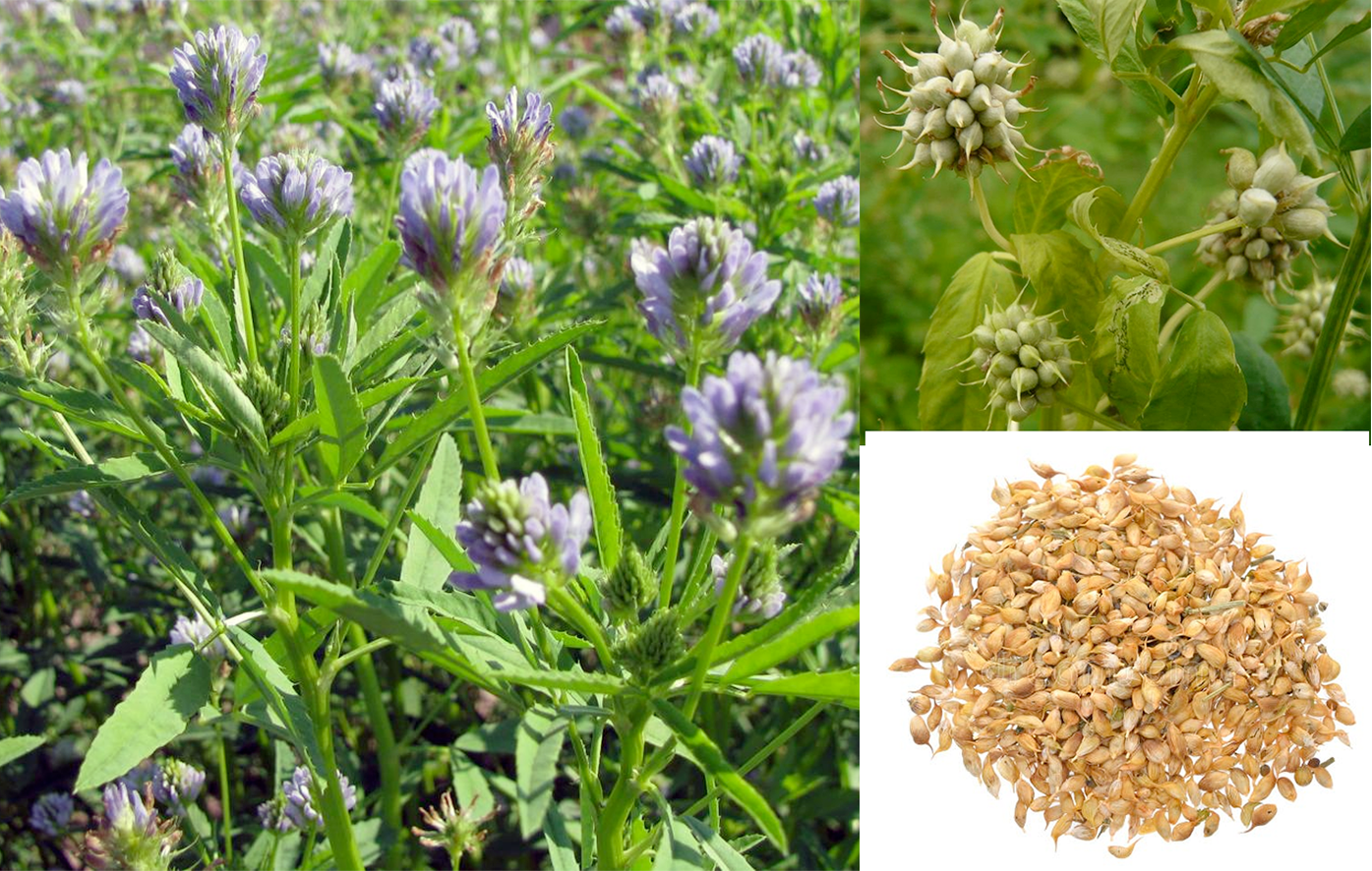 Blue fenugreek plant, seed pods and dried seeds