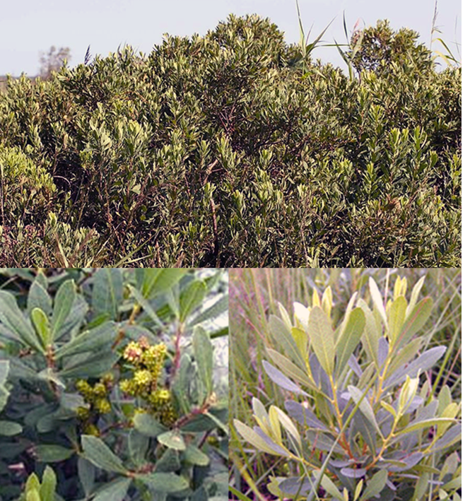 Bog myrtle (Myrica gale)