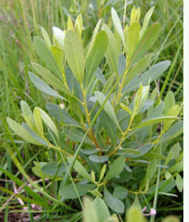 Bog myrtle plant