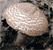 brown wood mushroom