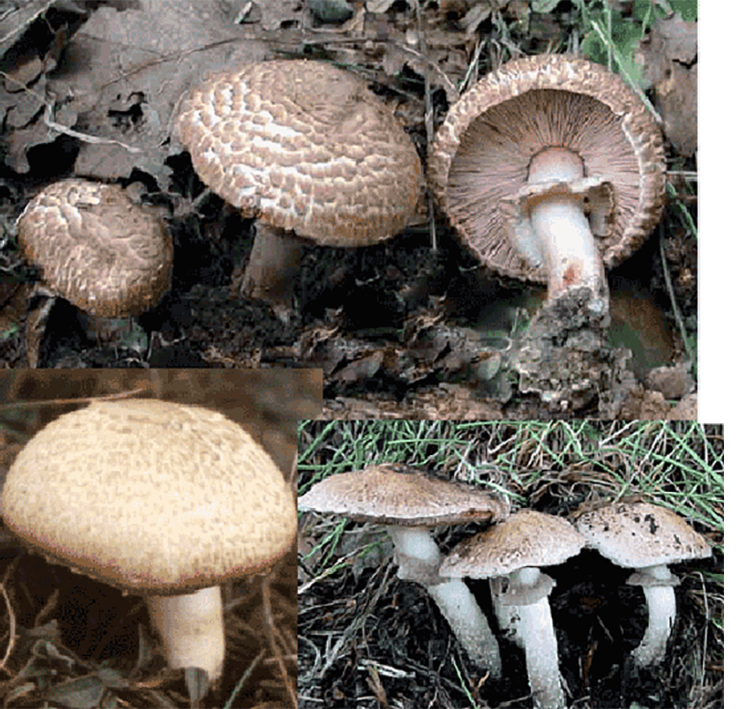 Brown Wood Mushroom (Agaricus silvaticus), showing various views of the mushroom, including caps, stipes and gills