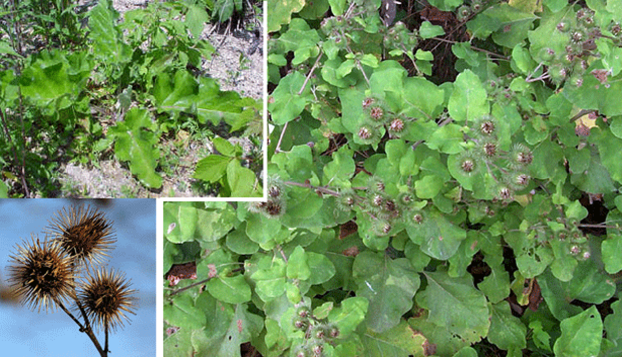Burdock plant, including plant in flower and a close-up of burrs