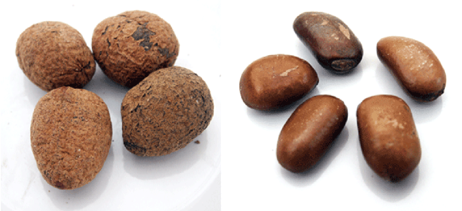 Calabash nutmeg, whole nut and seeds