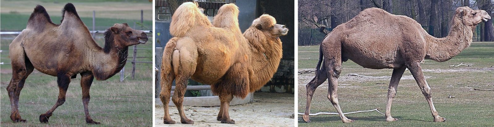 The wild Bactrian, Bactrian and Dromedary camels.
