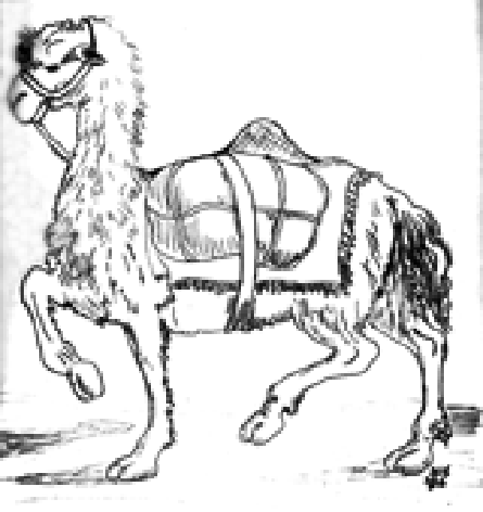 medieval camel image