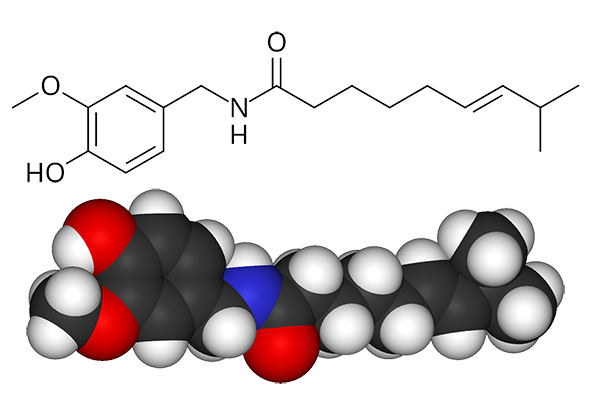 The capsaicing molecule, chemical structure (top) and space-filling model (bottom).