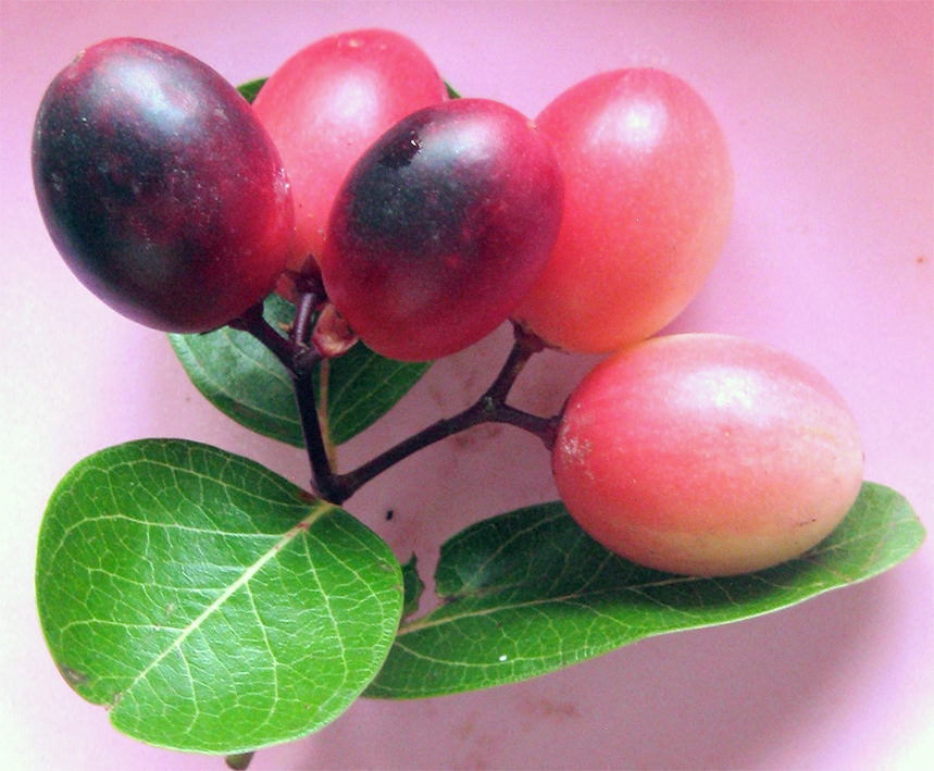 Caraunda, the fruit of <em>Carissa congesta</em>, shown as a fruit spray with leaves.
