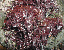 carragheen or Irish Moss