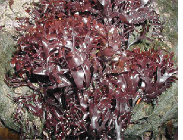 carragheen, carrageen, Chondrus crispus brownish purple fronds growing on a seaside rock