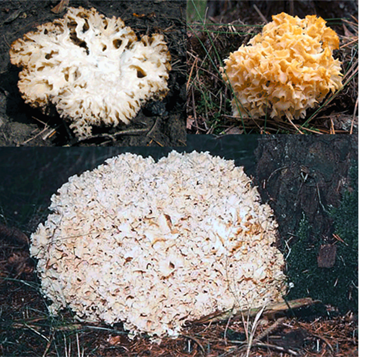 Cauliflower Fungus (Sparassis crispa), showing two whole fungi and one sliced through the centre