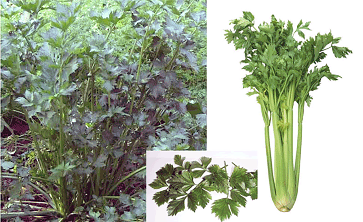 Celery plant and isolated celery leaves