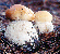 cep or penny bun mushroom