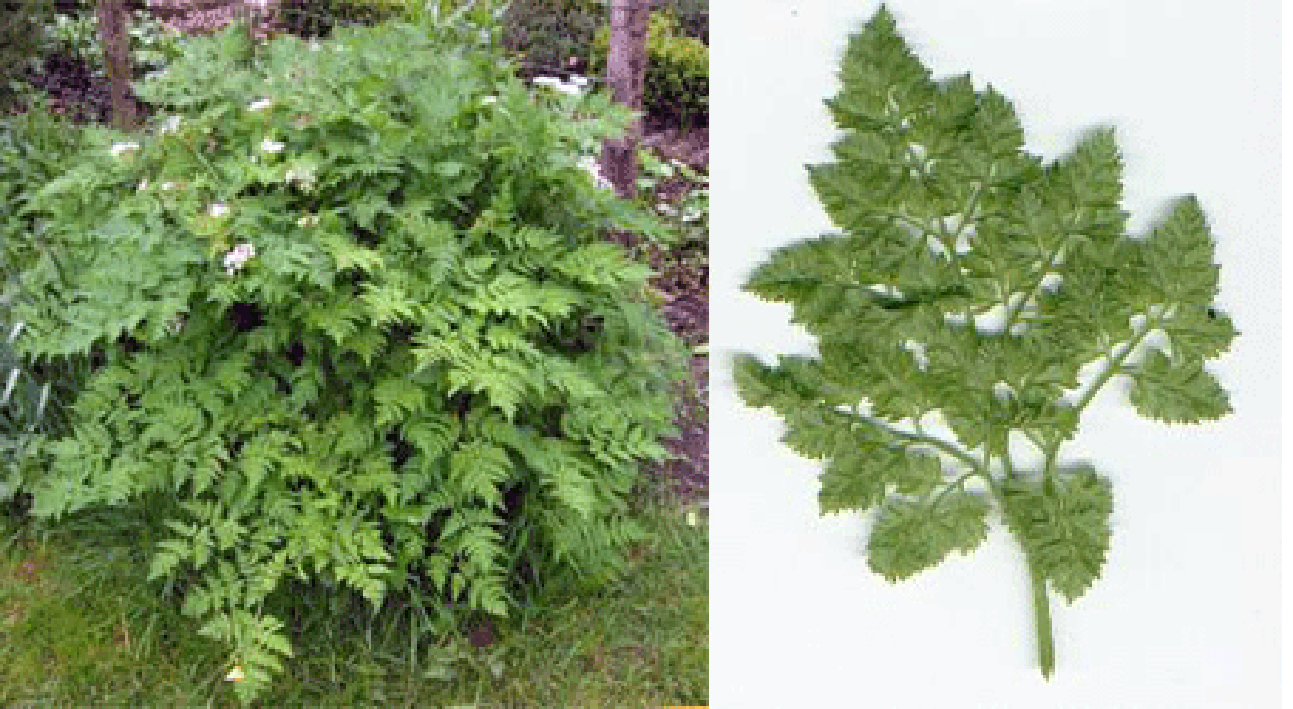 Whole chervil plant and isolated leaf
