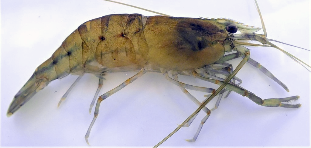 Chingri, the Bengali prawn, the native Bengali freshwater prawn <em>Macrobrachium rude</em>.