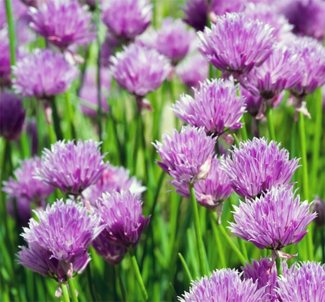 Chive flowers