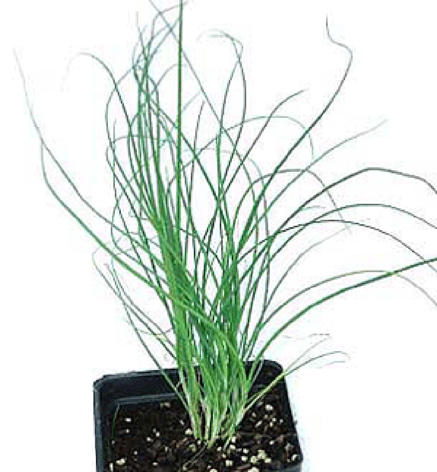 Whole chive plant in pot