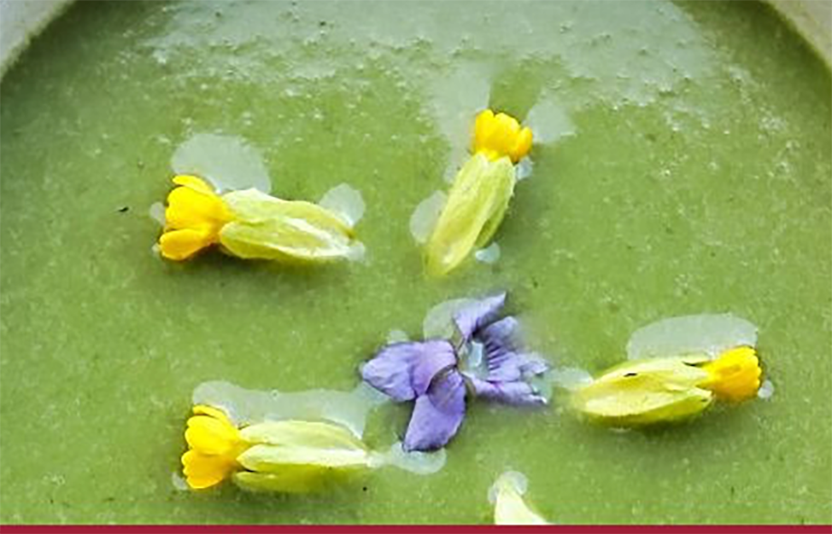 sorrel borscht with whey served garnished with cowslip flowers