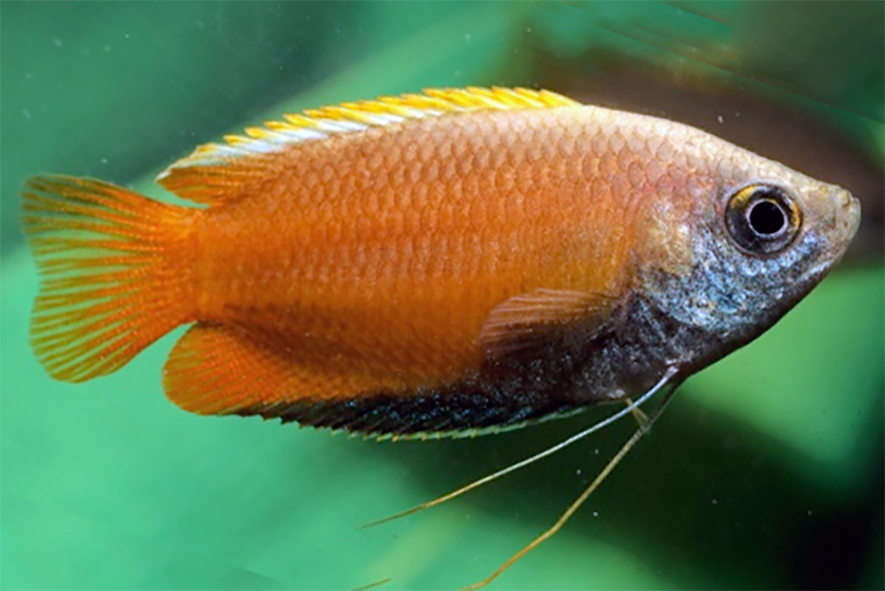 Chuna, the Honey Gourami, the native Bengali Osphronemidae (Gourami) <em>Trichogaster chuna</em>.