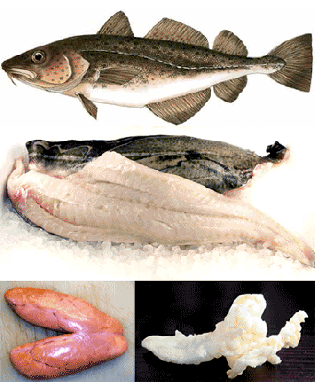 image of a whole cod, cod fillets, cod roe and cod swim bladder.
