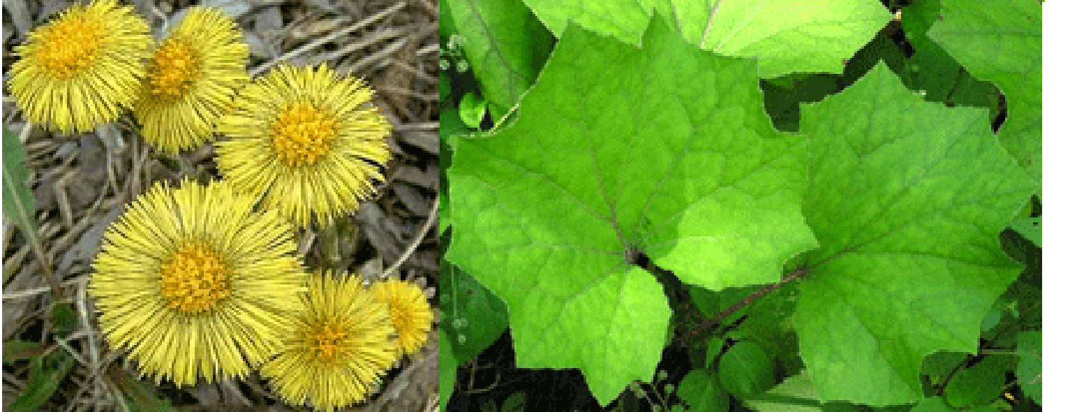 Coltsfood flowers and leaves