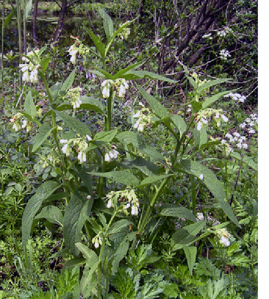Wild comfrey plant (Symphytum officinale)