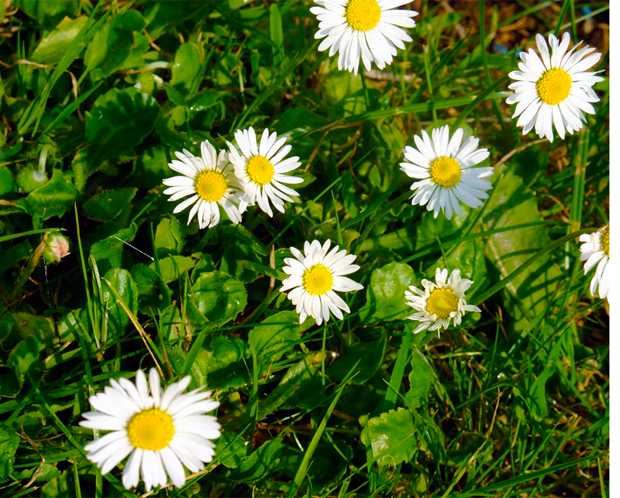 Daisy (common daisy) growing in a lawn.