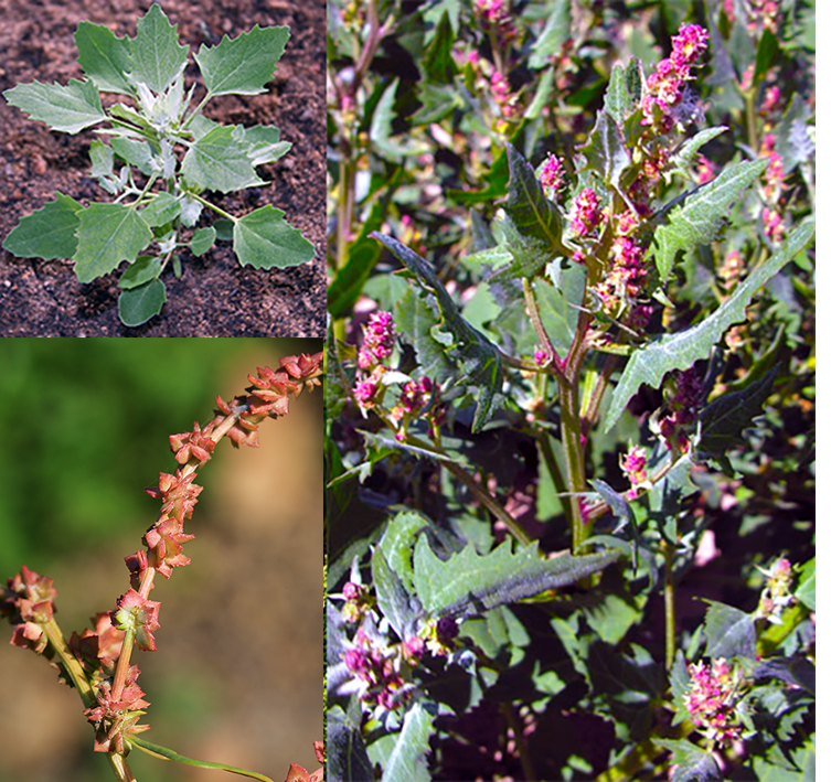 Comon orache (Atriplex patula) showing the leaves of an immature plant, the mature plant in flower and the immature seed heads